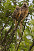 Speckled Mousebird