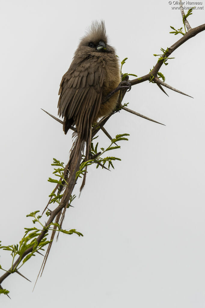 Coliou rayéadulte, identification