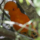Coq-de-roche orange