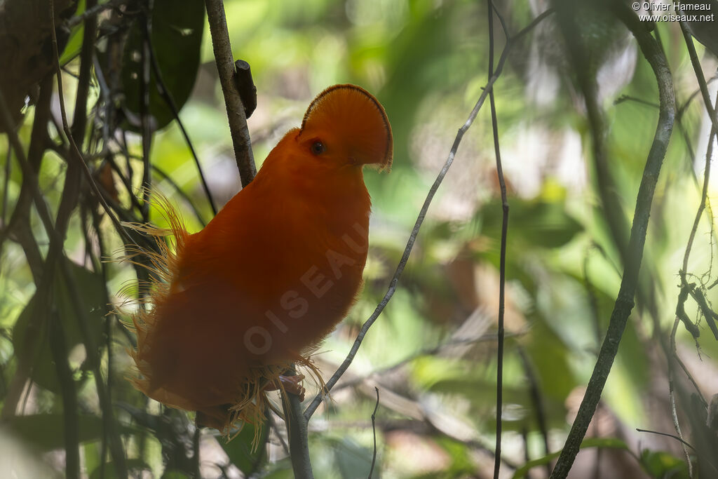 Guianan Cock-of-the-rock