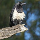 Corbeau pie