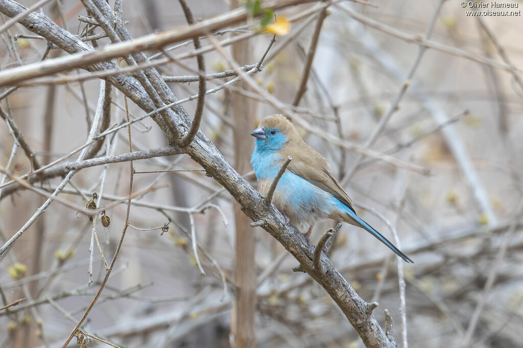 Cordonbleu de l'Angola