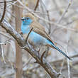 Cordonbleu de l'Angola