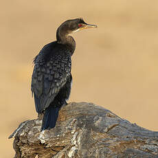 Cormoran africain