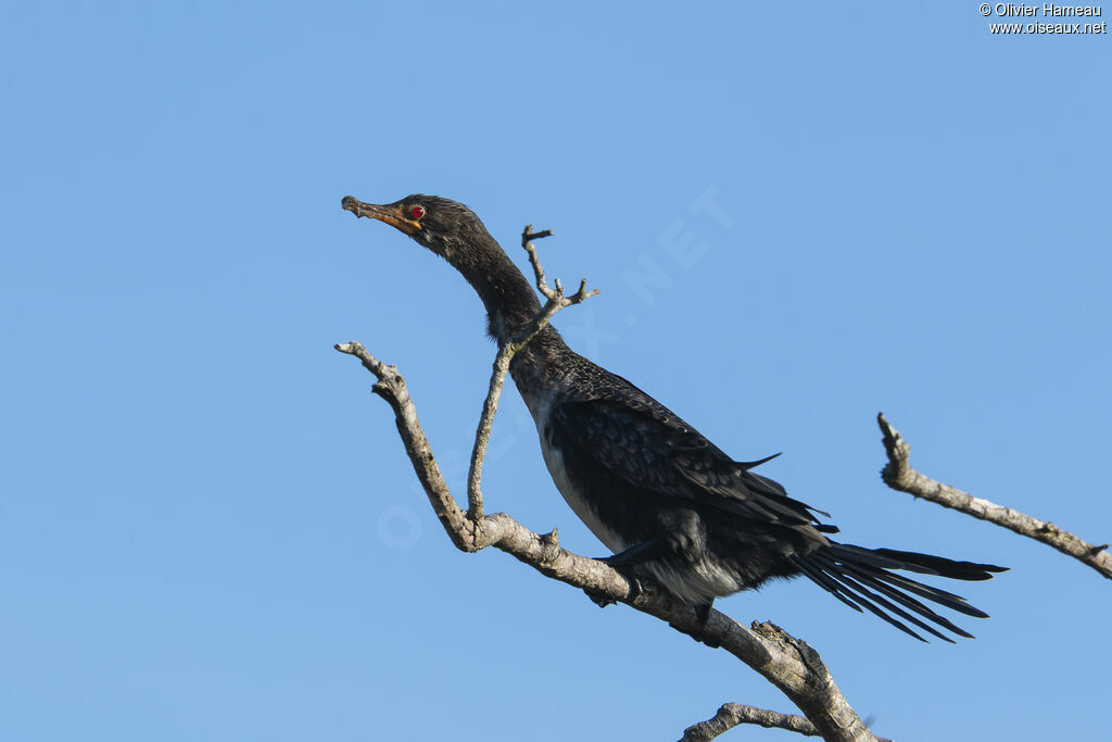 Cormoran africain