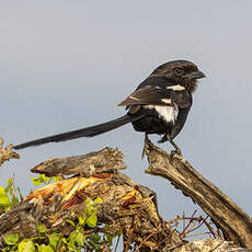 Corvinelle noir et blanc