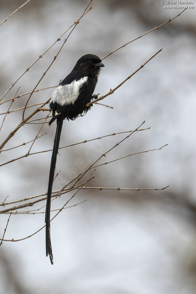 Corvinelle noir et blanc, identification