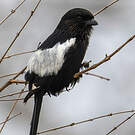 Corvinelle noir et blanc