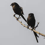 Corvinelle noir et blanc