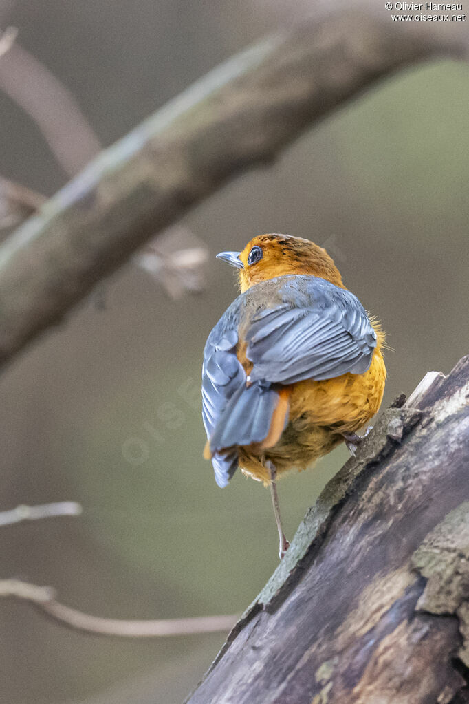 Cossyphe à calotte rousse