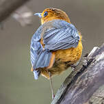 Cossyphe à calotte rousse