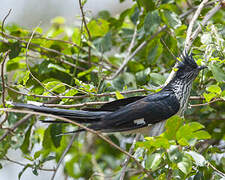 Levaillant's Cuckoo
