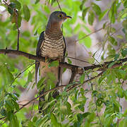Red-chested Cuckoo