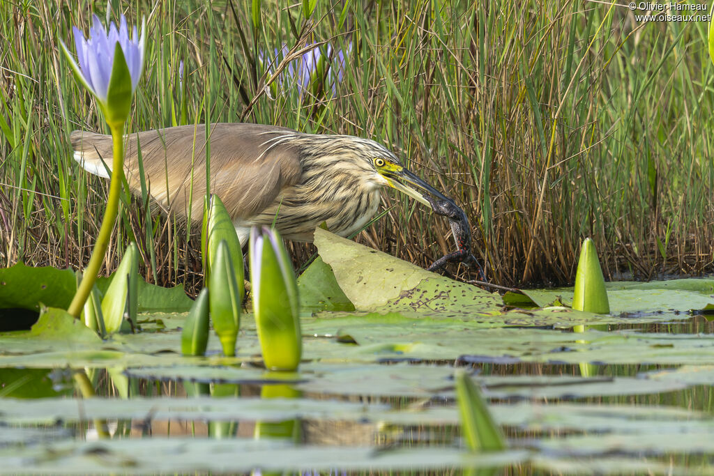 Crabier cheveluadulte, identification, régime, mange