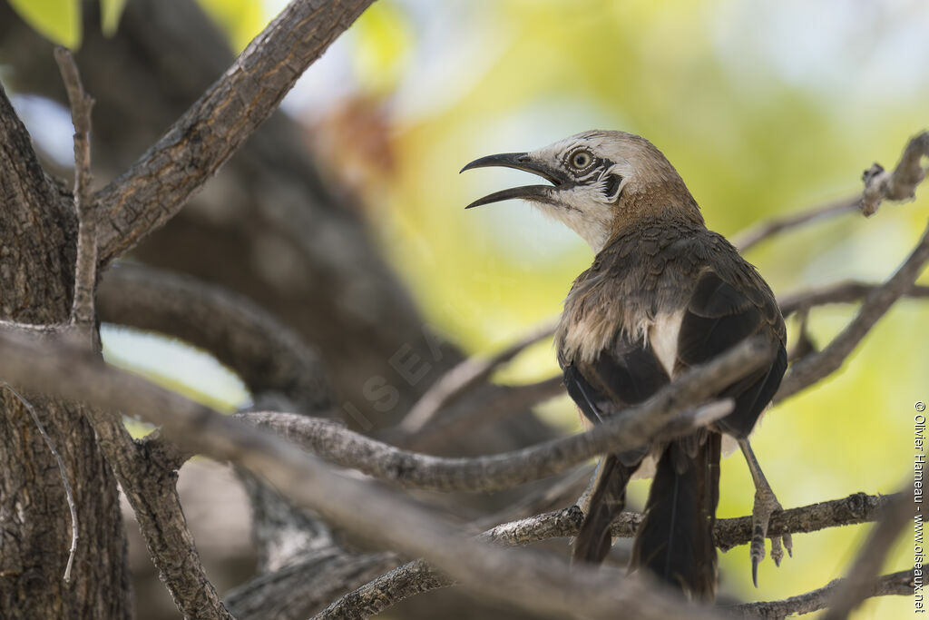 Bare-cheeked Babbleradult, identification