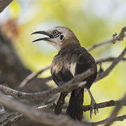 Bare-cheeked Babbler