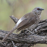 Cratérope de Hartlaub