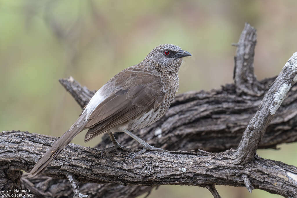 Arrow-marked Babbler