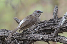 Arrow-marked Babbler
