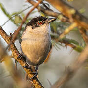 Black-backed Puffback