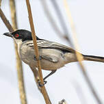 Cubla boule-de-neige