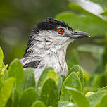 Cubla boule-de-neige