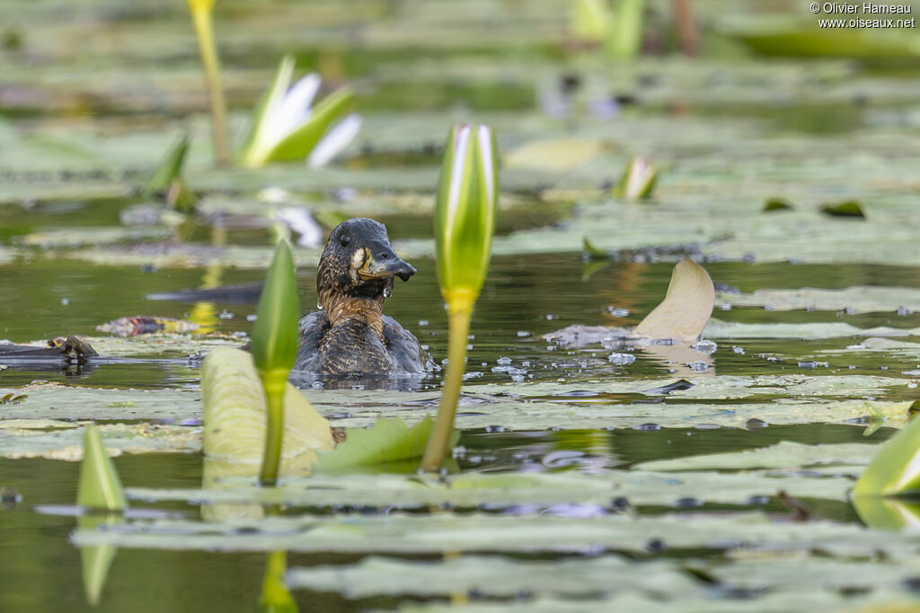 Dendrocygne à dos blanc