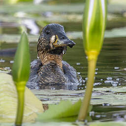 Dendrocygne à dos blanc