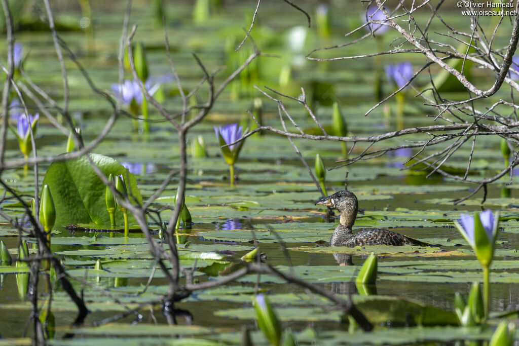 Dendrocygne à dos blanc