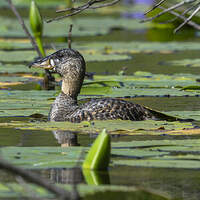 Dendrocygne à dos blanc