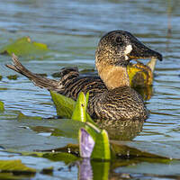 Dendrocygne à dos blanc