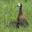 Dendrocygne veuf
