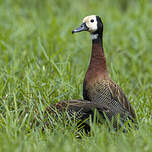 Dendrocygne veuf