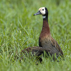Dendrocygne veuf