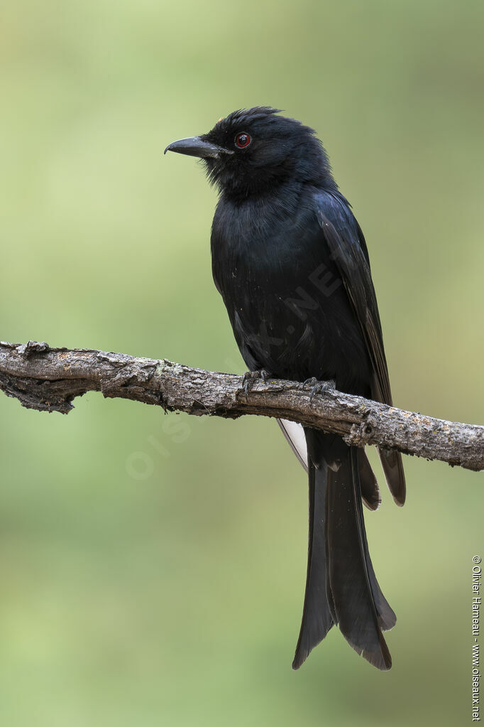 Fork-tailed Drongoadult, identification