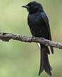 Drongo brillant