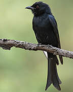 Fork-tailed Drongo