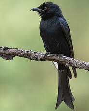 Drongo brillant