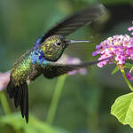 Dryade à queue fourchue