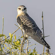 Black-winged Kite