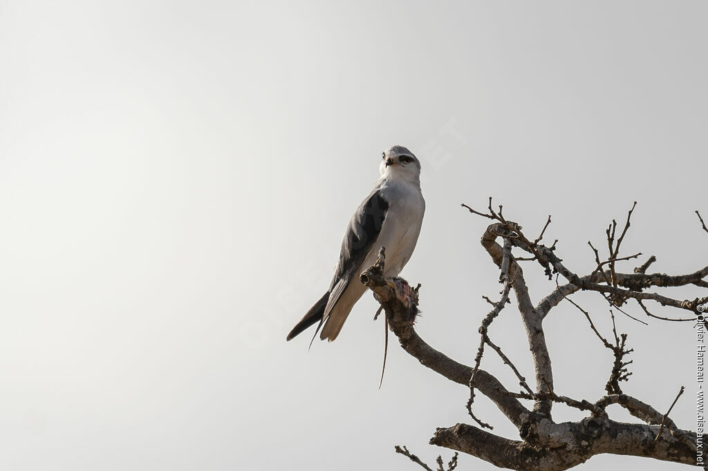 Black-winged Kiteadult, identification, feeding habits, eats