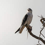 Black-winged Kite