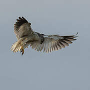 Black-winged Kite