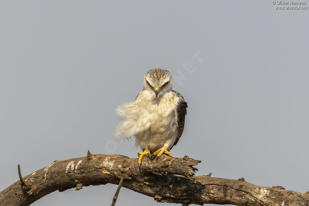 Élanion blanc, identification