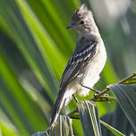 Élénie à ventre jaune