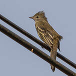 Élénie à ventre jaune