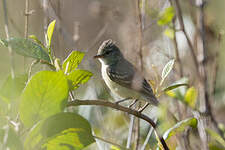 Élénie à ventre jaune