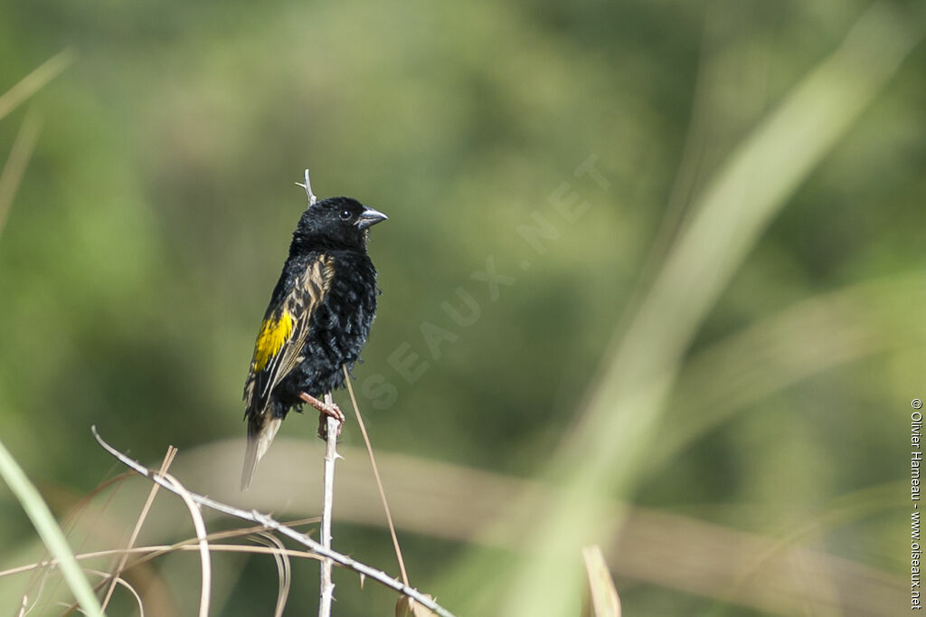 Yellow Bishopadult breeding, identification
