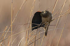 Euplecte à longue queue