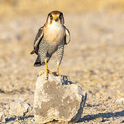 Red-necked Falcon